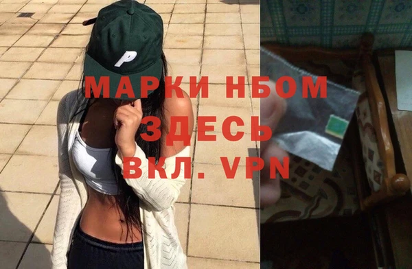 сатива Новозыбков